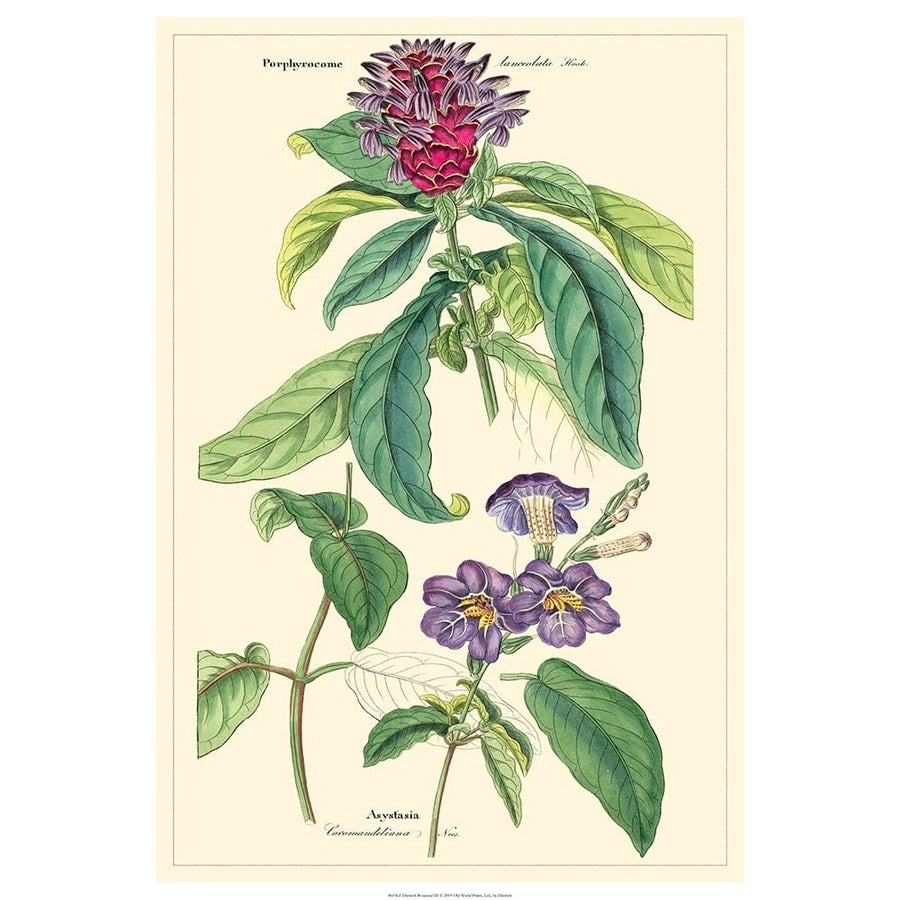 Dietrich Botanical III Poster Print - Dietrich-VARPDX86036Z Image 1