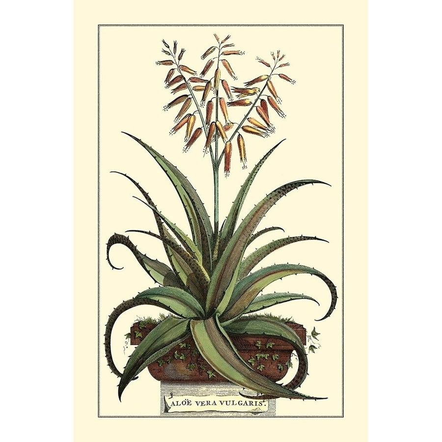 Antique Munting Aloe III Poster Print - Abraham Munting-VARPDX86044Z Image 1