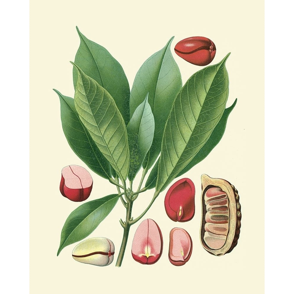 Botanical Glory VI Poster Print - Studio Vision-VARPDX86065Z Image 1