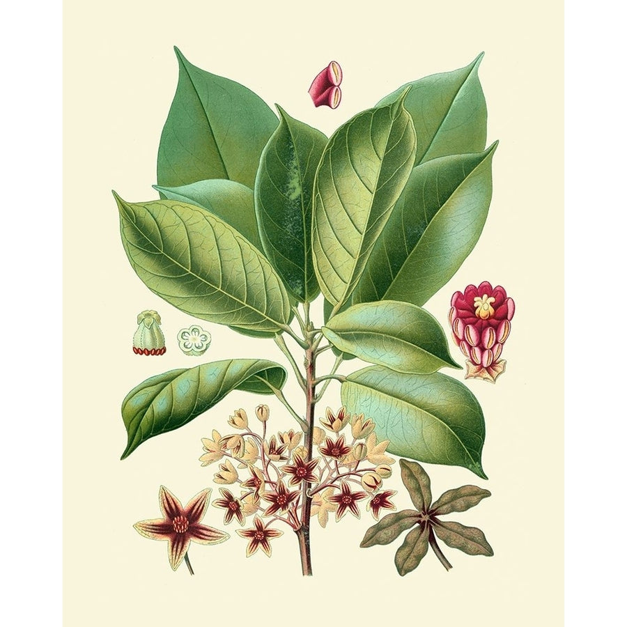 Botanical Glory I Poster Print - Studio Vision-VARPDX86060Z Image 1