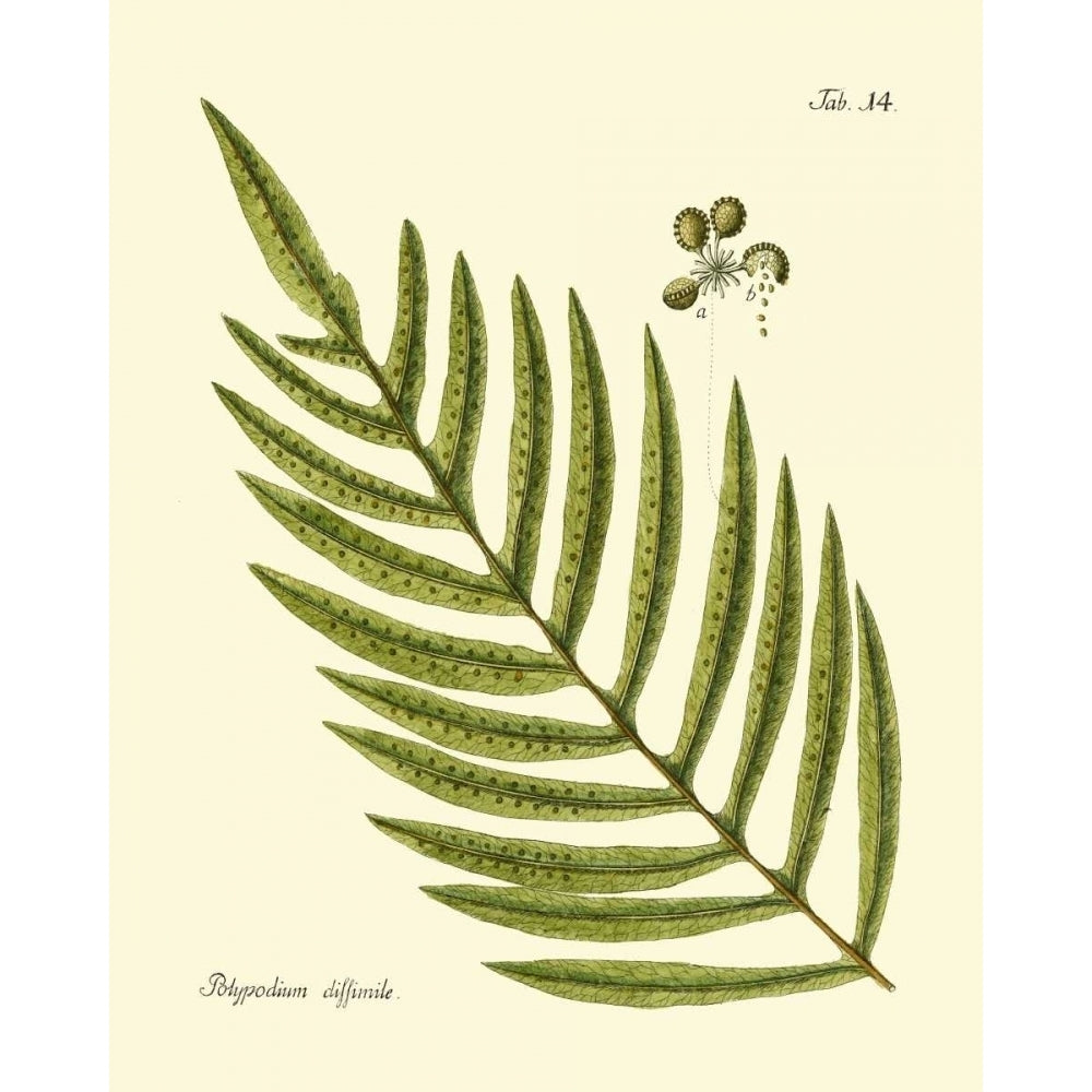 Antique Fern I Poster Print - Studio Vision-VARPDX86102Z Image 1