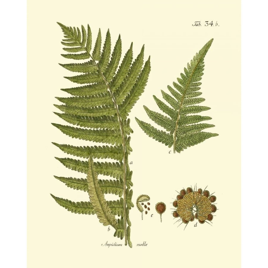 Antique Fern III Poster Print - Studio Vision-VARPDX86104Z Image 1