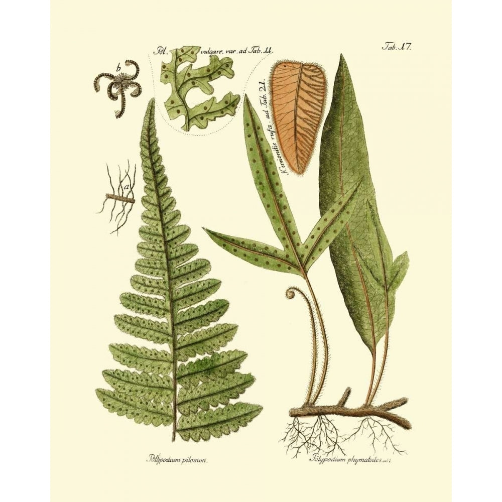 Antique Fern IV Poster Print - Studio Vision-VARPDX86105Z Image 1