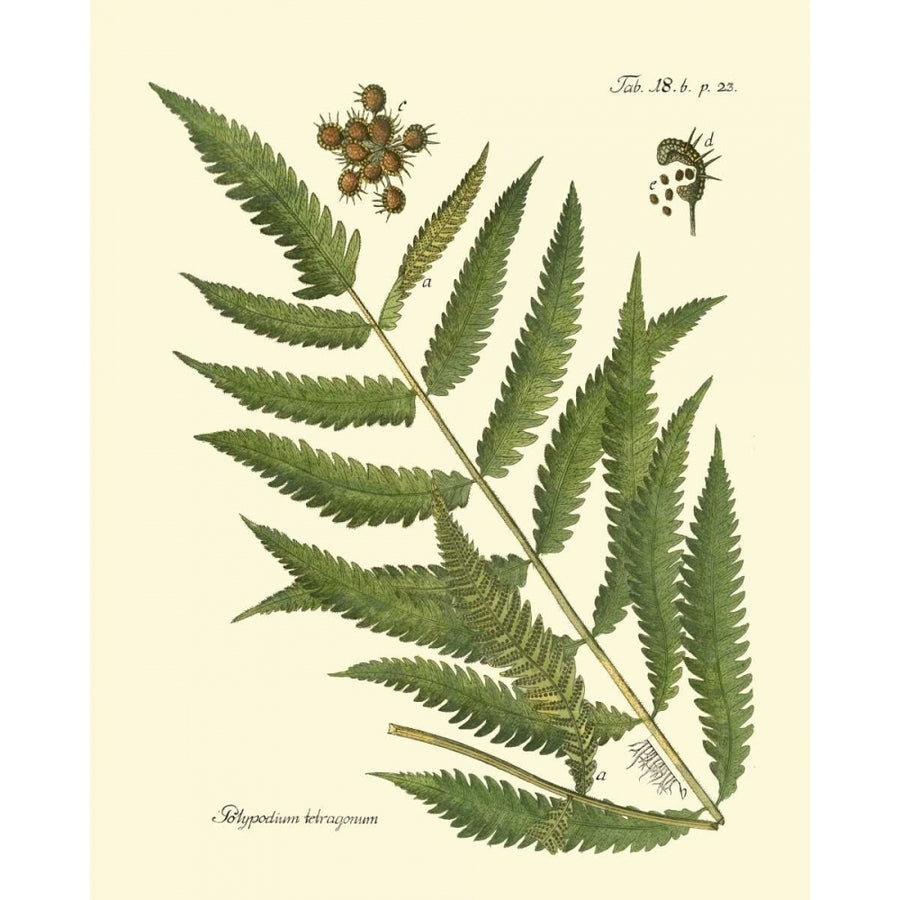 Antique Fern II Poster Print - Studio Vision-VARPDX86103Z Image 1