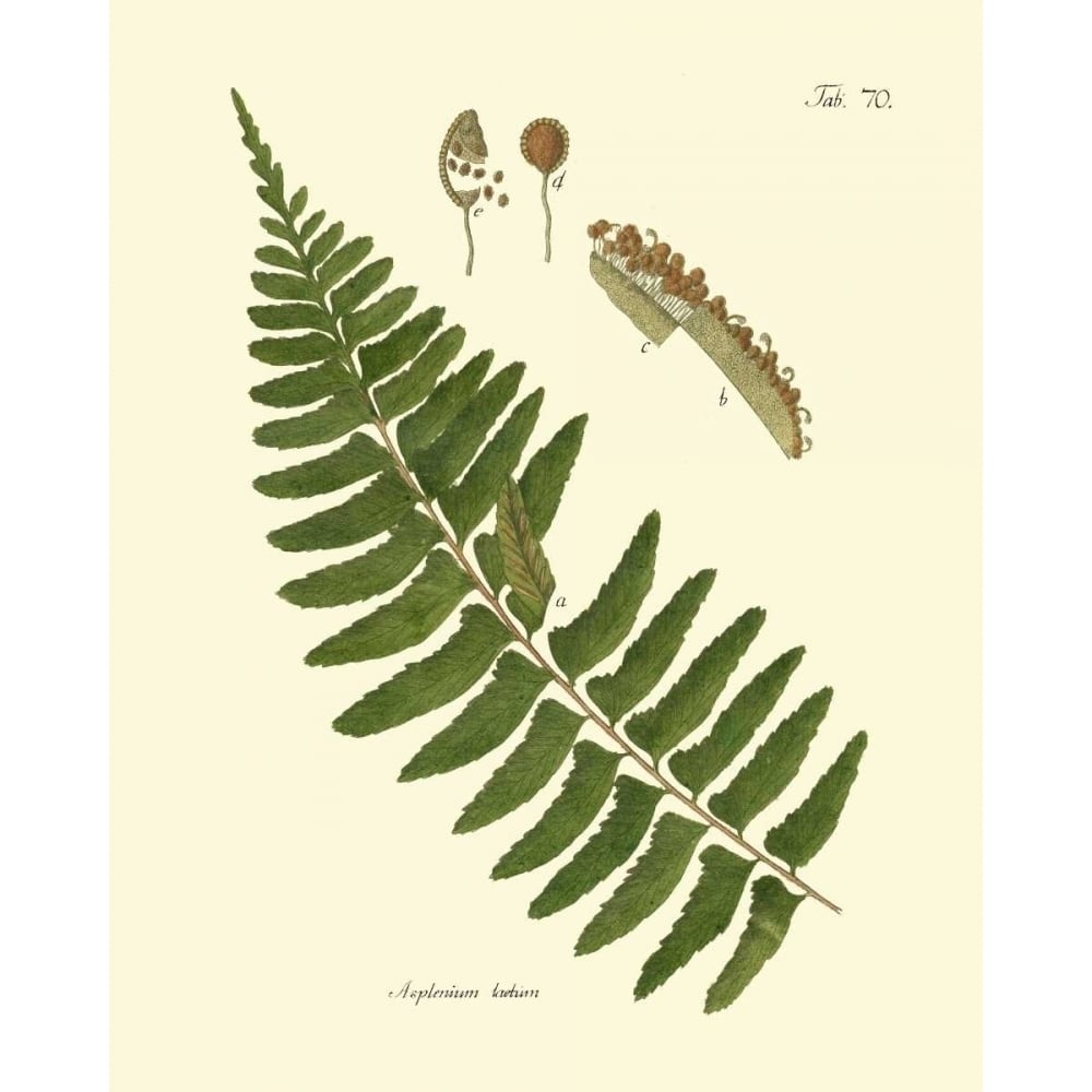 Antique Fern V Poster Print - Studio Vision-VARPDX86106Z Image 1