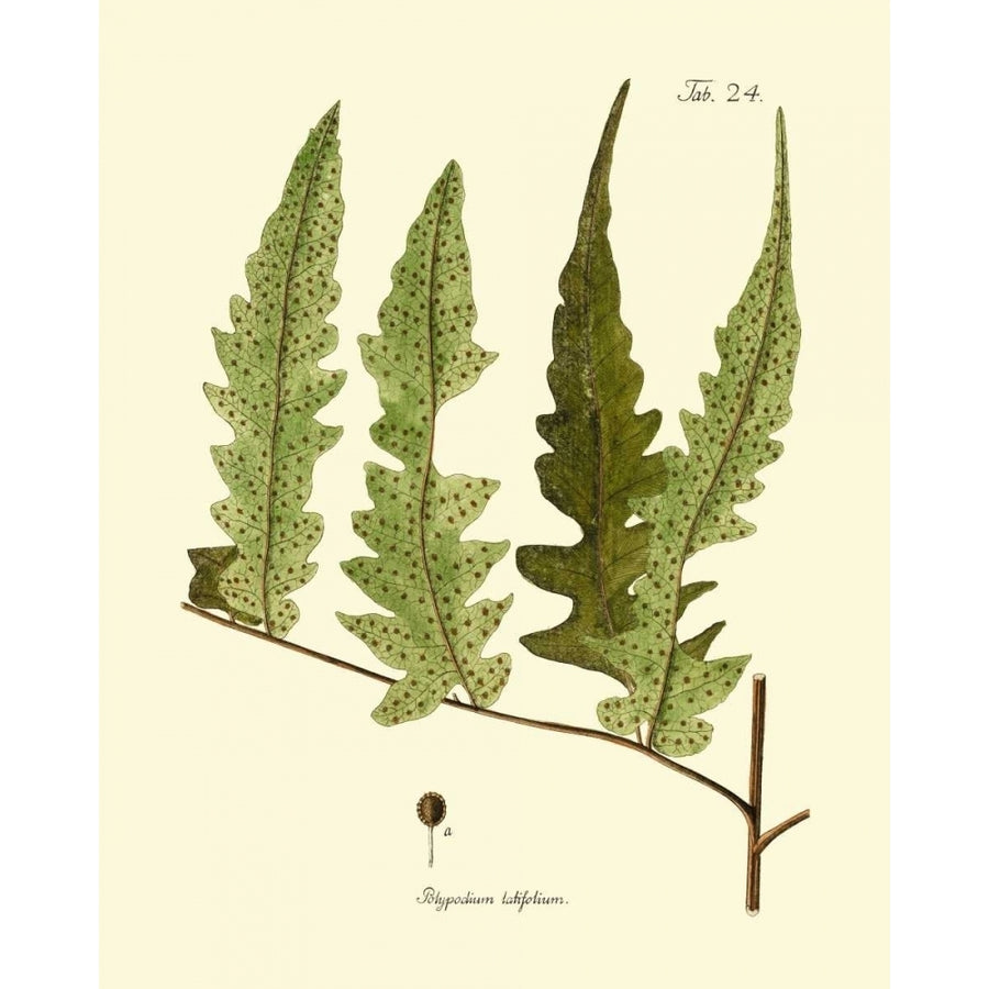 Antique Fern VII Poster Print - Studio Vision-VARPDX86108Z Image 1