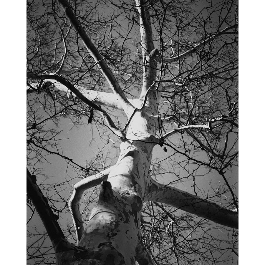 Classic Birch I Poster Print - Ethan Harper-VARPDX86141Z Image 1