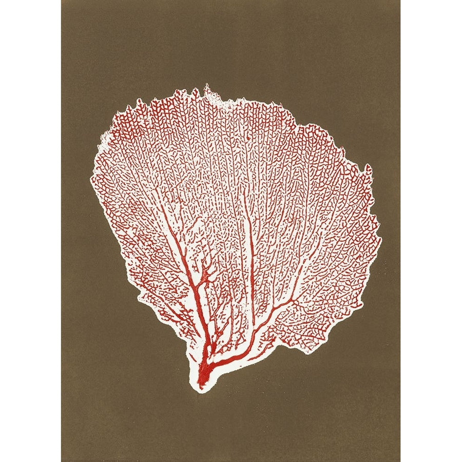 Sea Fan 10 Poster Print - Studio MMB-VARPDX86283 Image 1