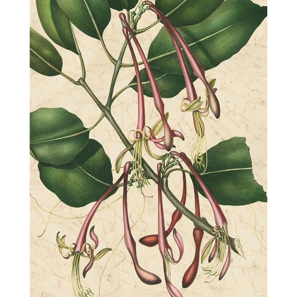 Botanic Beauty I Poster Print - Studio Vision-VARPDX86385Z Image 1