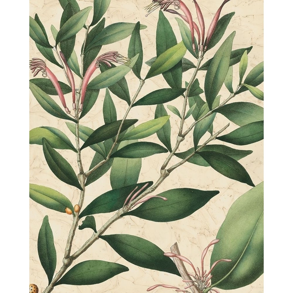 Botanic Beauty II Poster Print - Studio Vision-VARPDX86386Z Image 1