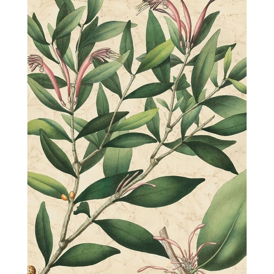 Botanic Beauty II Poster Print - Studio Vision-VARPDX86386Z Image 1