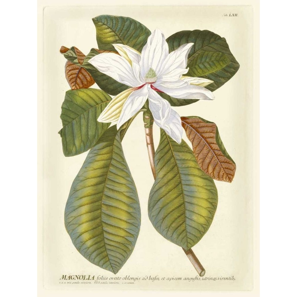 Magnificent Magnolias II Poster Print - Jacob Trew-VARPDX86394Z Image 1