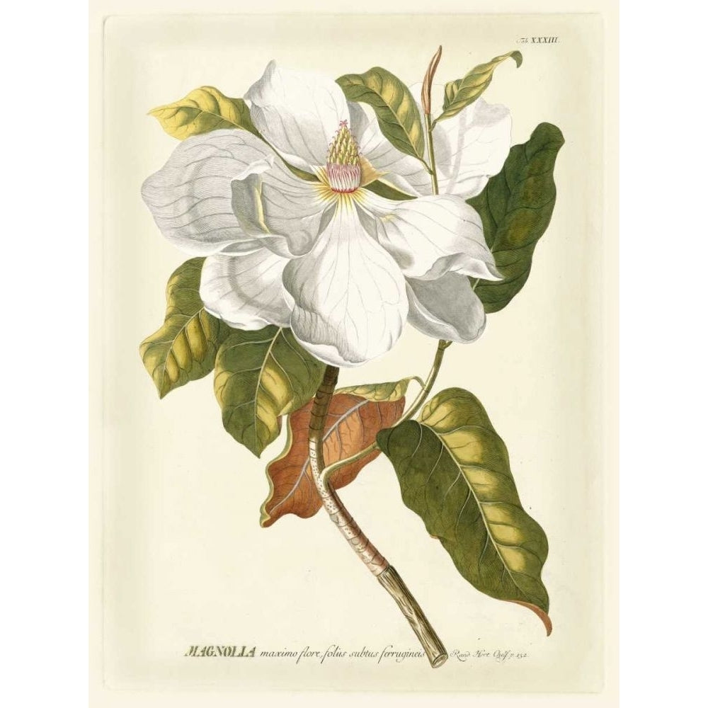 Magnificent Magnolias I Poster Print - Jacob Trew-VARPDX86393Z Image 1