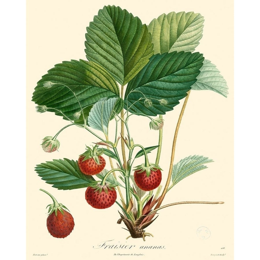 Bessa Strawberries Poster Print - Bessa-VARPDX86774Z Image 1