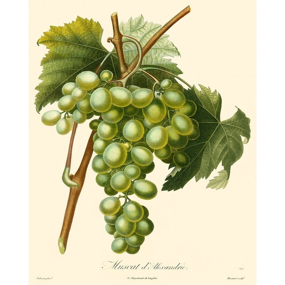 Bessa Grapes I Poster Print - Bessa-VARPDX86777Z Image 1