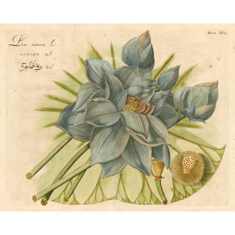 Blue Lotus Flower II Poster Print - Studio Vision-VARPDX86780Z Image 1