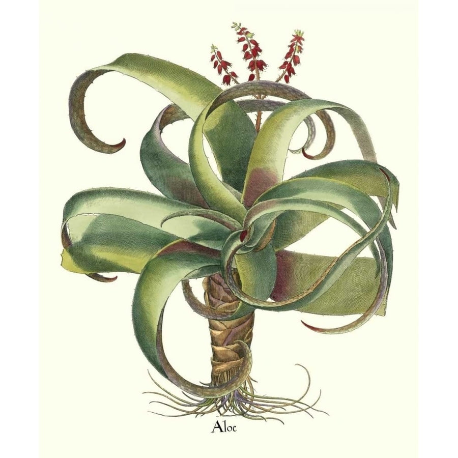 Besler Aloe Poster Print - Basilius Besler-VARPDX86840GG Image 1