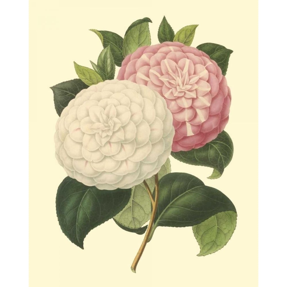 Camellia Garden IV Poster Print - Verschaffelt-VARPDX87118Z Image 1