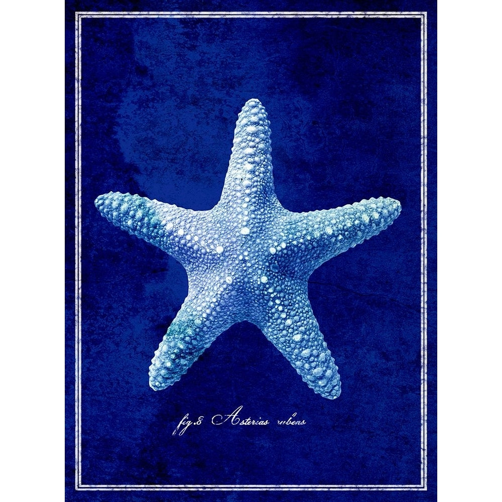 Starfish Poster Print - ArtLab GI-VARPDX87136 Image 1