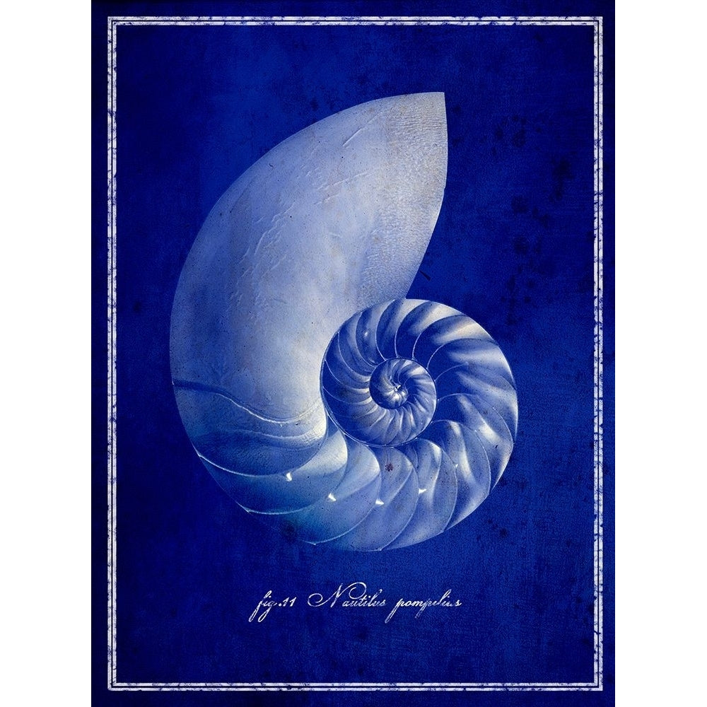 Nautilus Shell Poster Print - ArtLab GI-VARPDX87132 Image 1