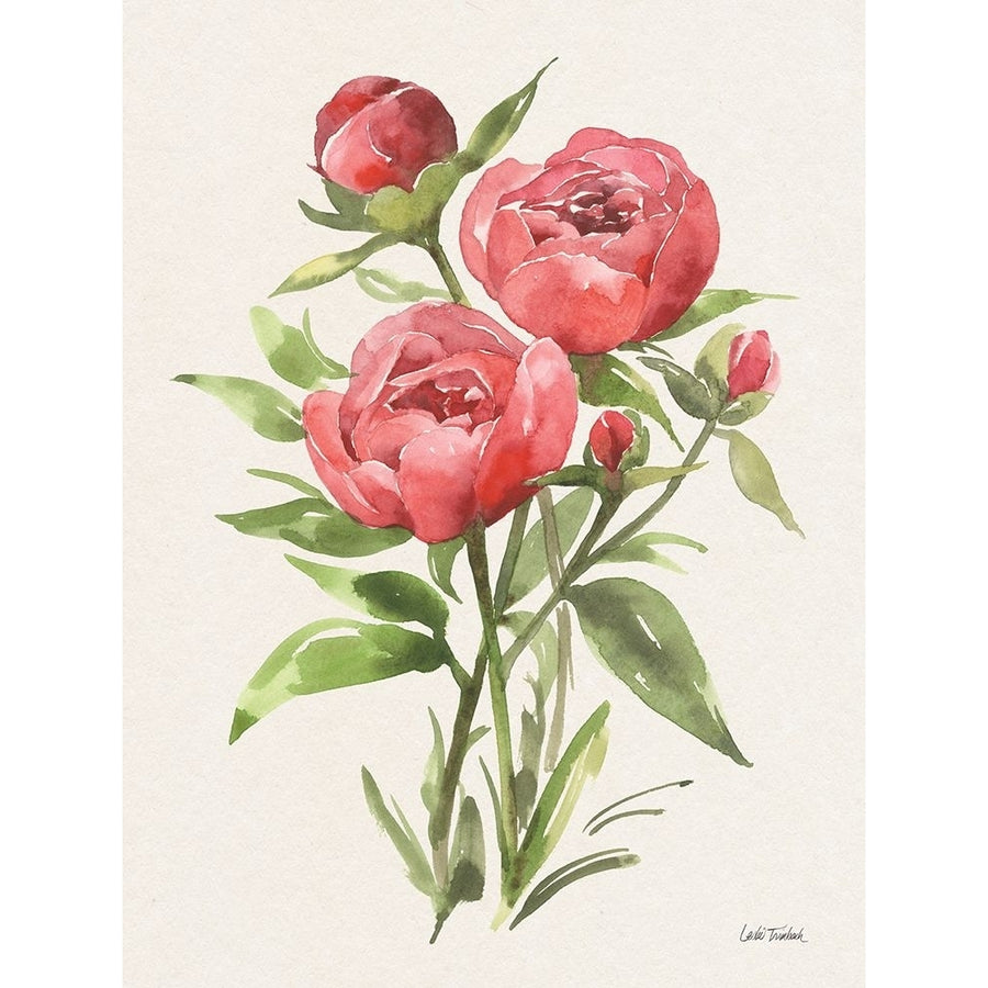 Peony II Poster Print - Leslie Trimbach-VARPDX87128 Image 1