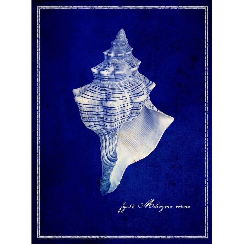 Conch Shell Poster Print - ArtLab GI-VARPDX87133 Image 1