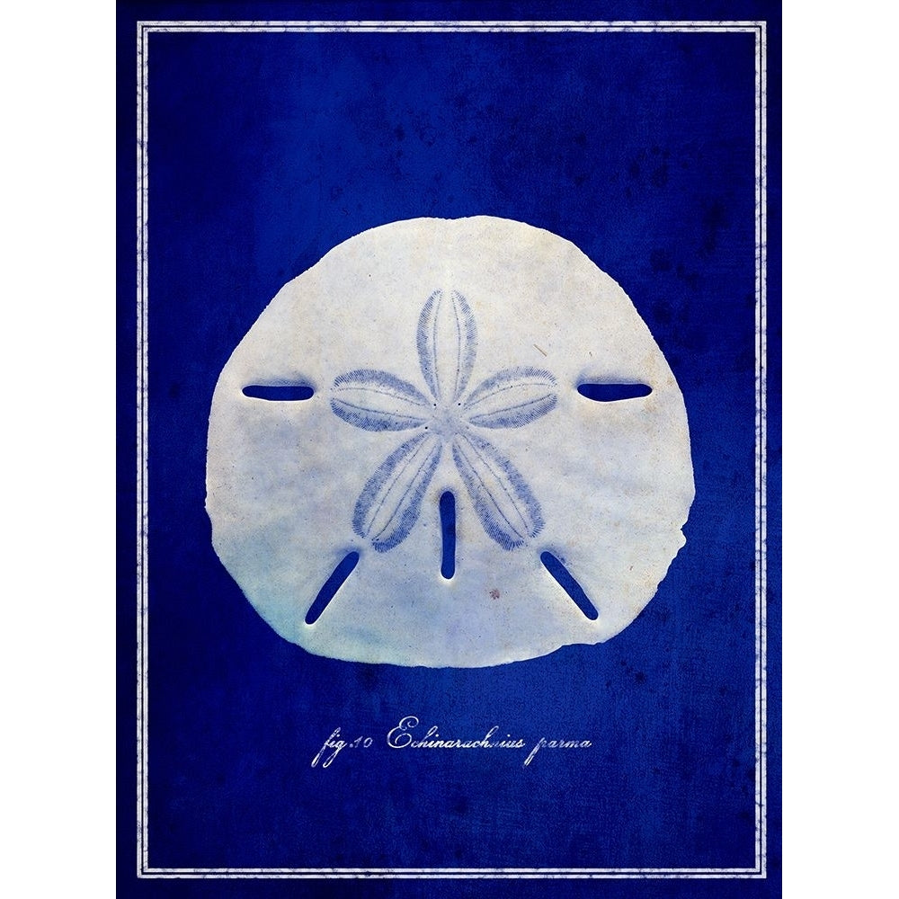 Sand Dollar Poster Print - ArtLab GI-VARPDX87137 Image 1