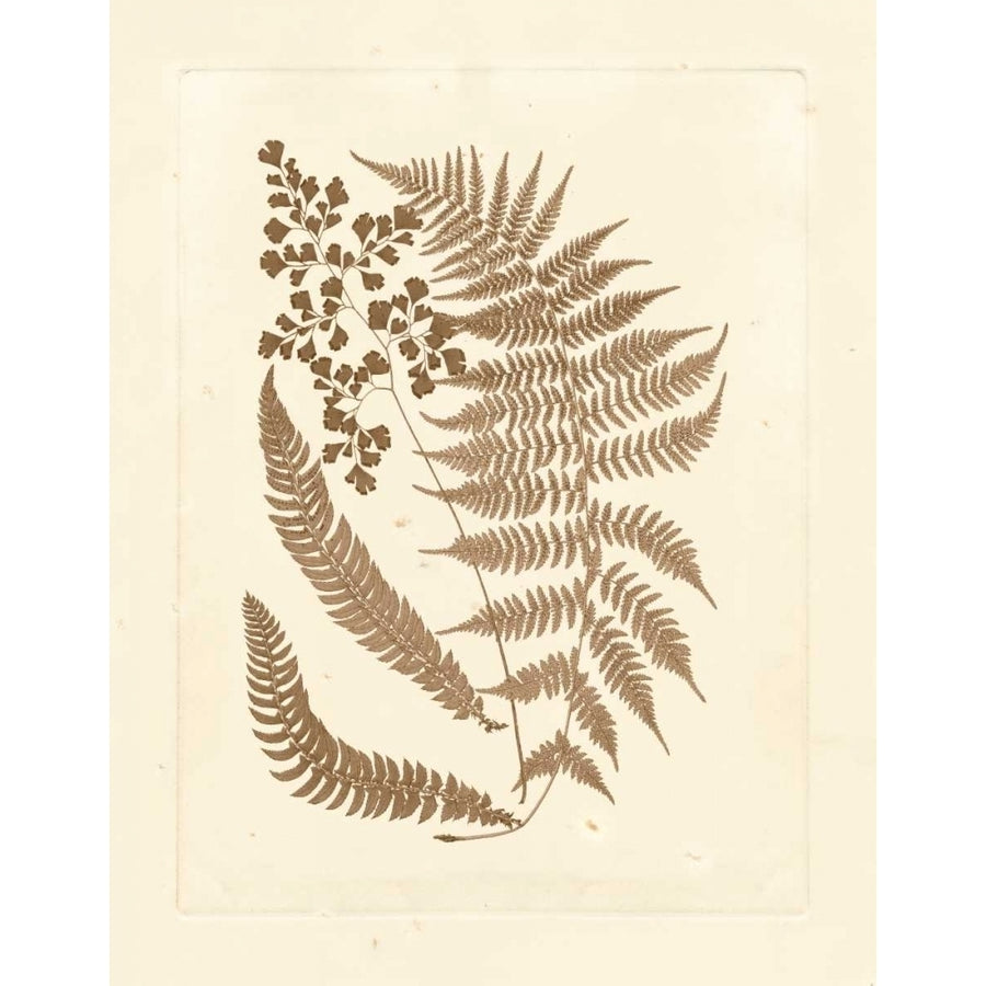 Sepia Ferns III Poster Print - Studio Vision-VARPDX87183Z Image 1