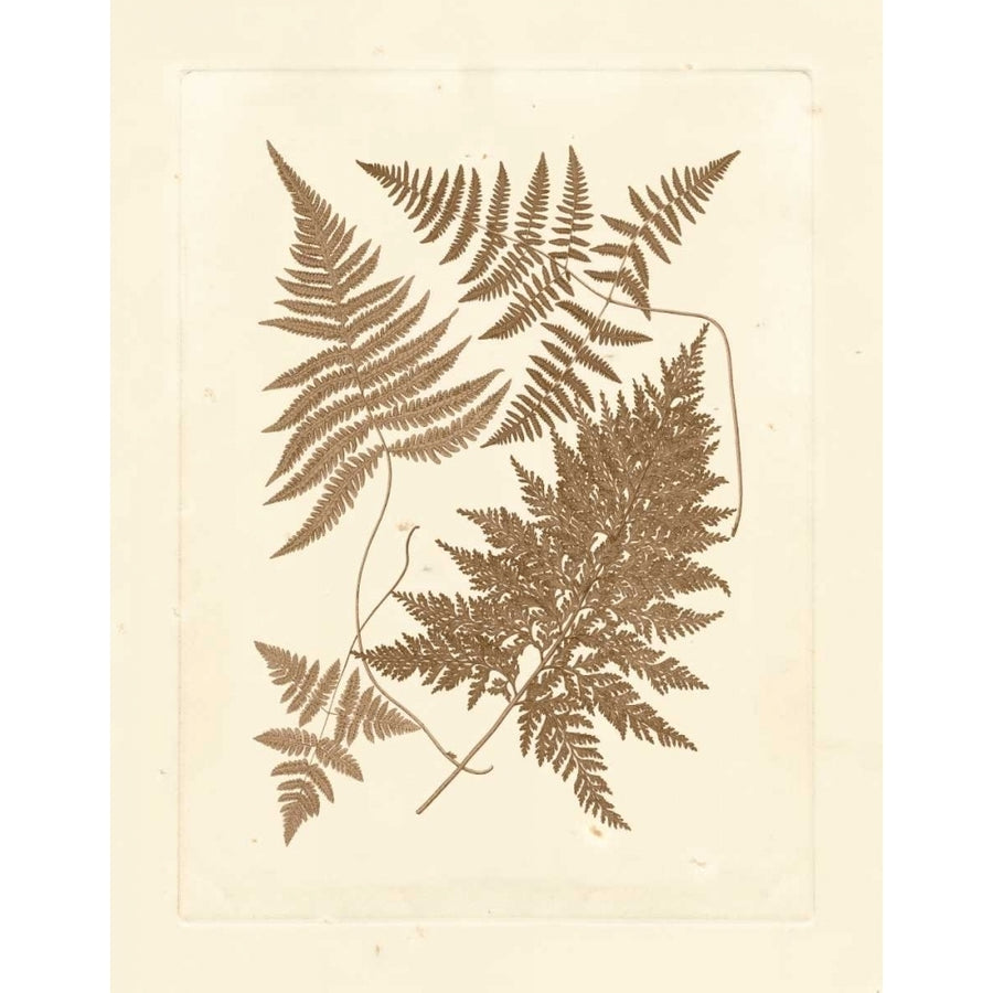 Sepia Ferns VI Poster Print - Studio Vision-VARPDX87186Z Image 1