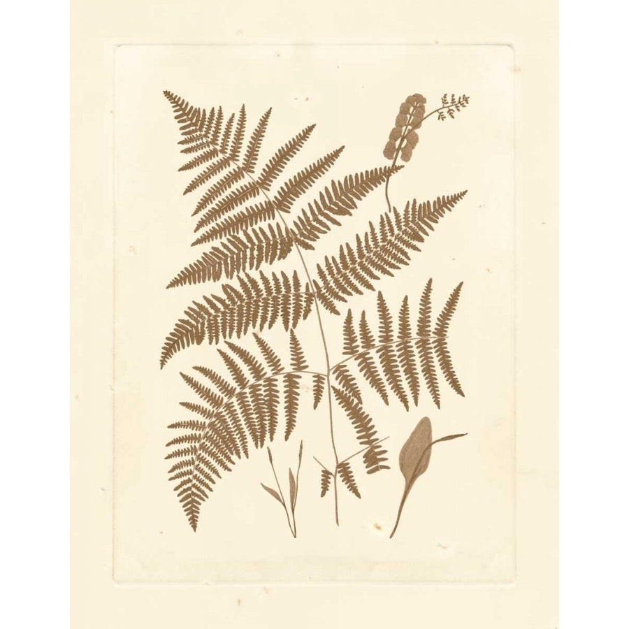 Sepia Ferns I Poster Print - Studio Vision-VARPDX87181Z Image 1