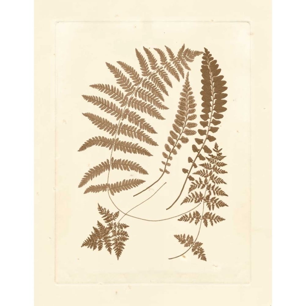 Sepia Ferns II Poster Print - Studio Vision-VARPDX87182Z Image 1