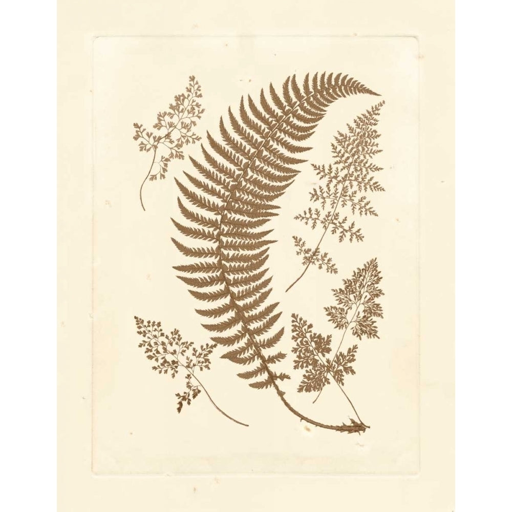 Sepia Ferns IV Poster Print - Studio Vision-VARPDX87184Z Image 1