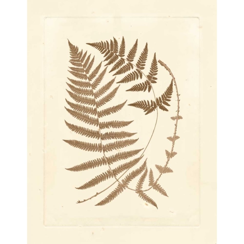 Sepia Ferns V Poster Print - Studio Vision-VARPDX87185Z Image 1