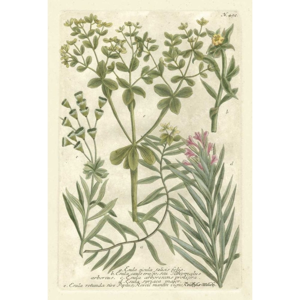 Weinmanns Garden III Poster Print - Johann Weinmann-VARPDX87195Z Image 1