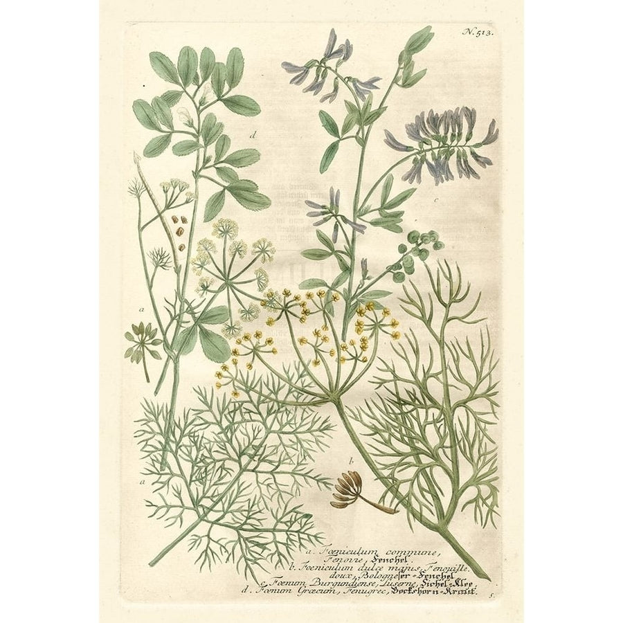 Weinmanns Garden IV Poster Print - Johann Weinmann-VARPDX87196Z Image 1