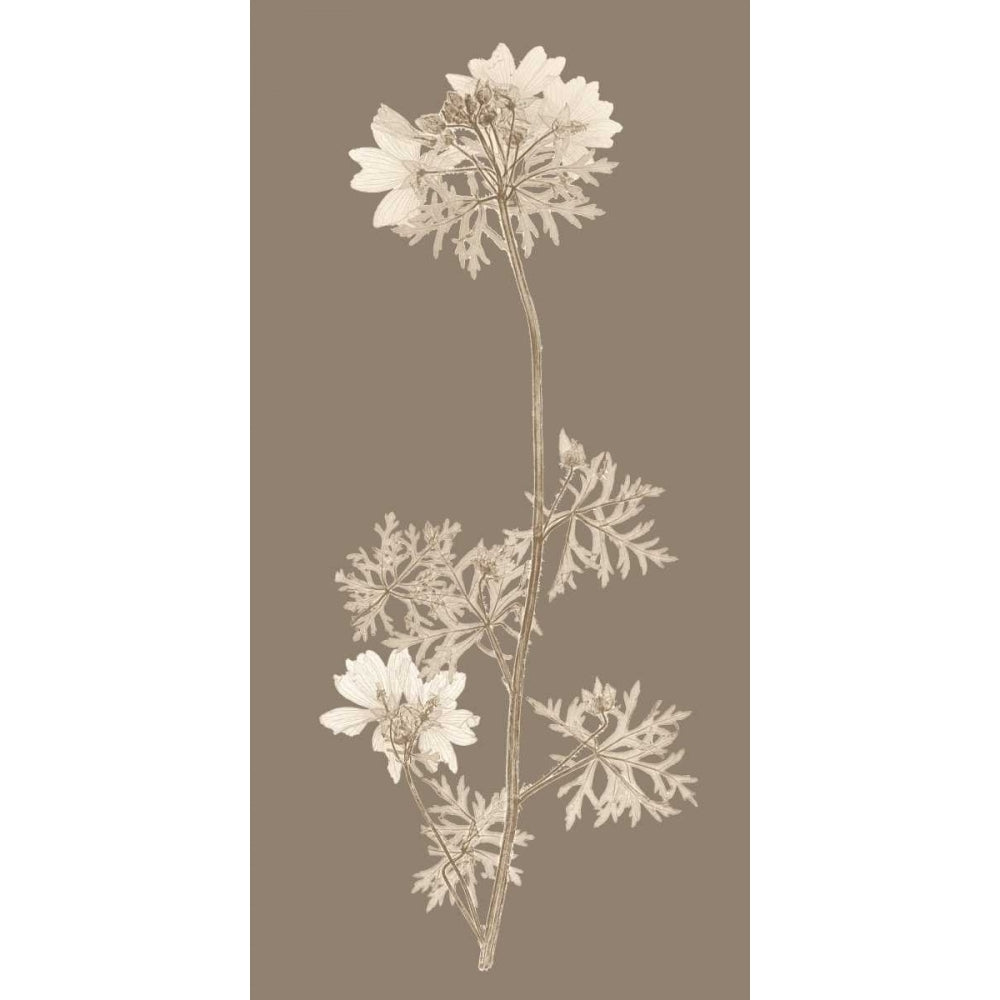 Taupe Nature Study II Poster Print - Studio Vision-VARPDX87204GG Image 1