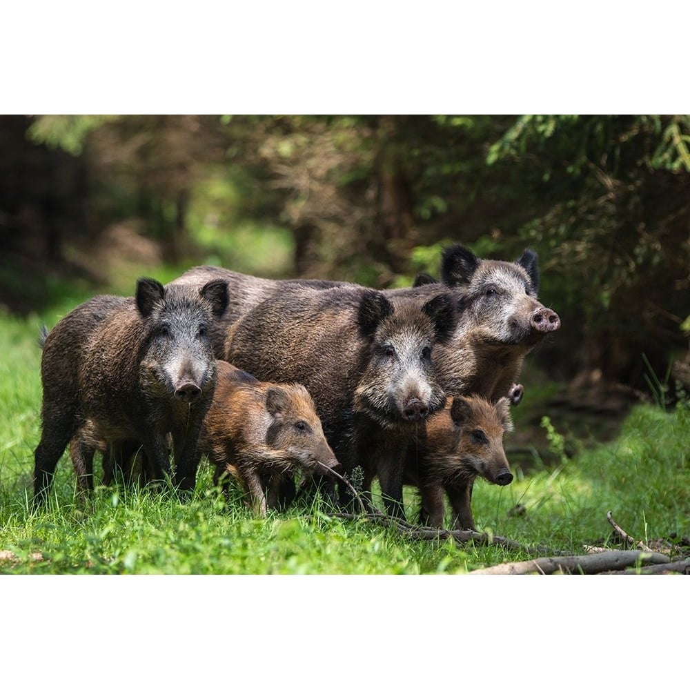 Wild Boar Family Poster Print - Stefan Volkel-VARPDX872090 Image 1