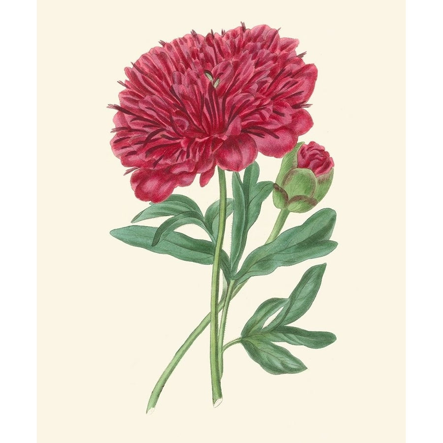 Summer Blush II Poster Print - E. D. Smith-VARPDX87208Z Image 1