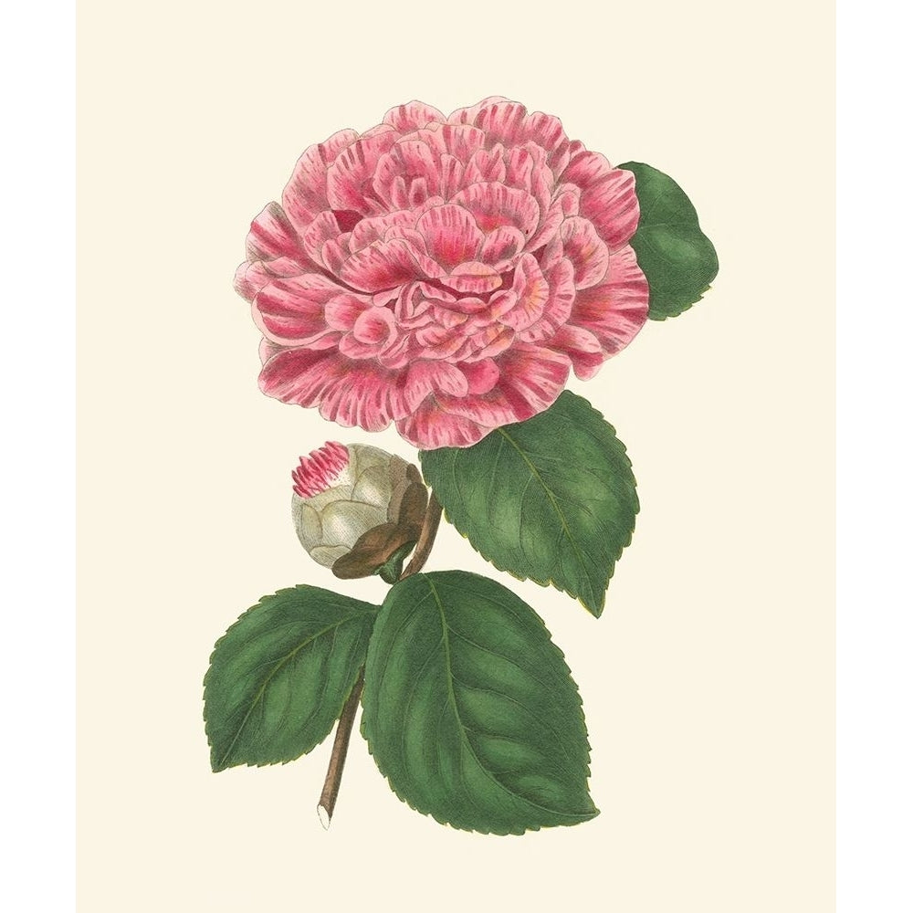 Summer Blush I Poster Print - E. D. Smith-VARPDX87207Z Image 1