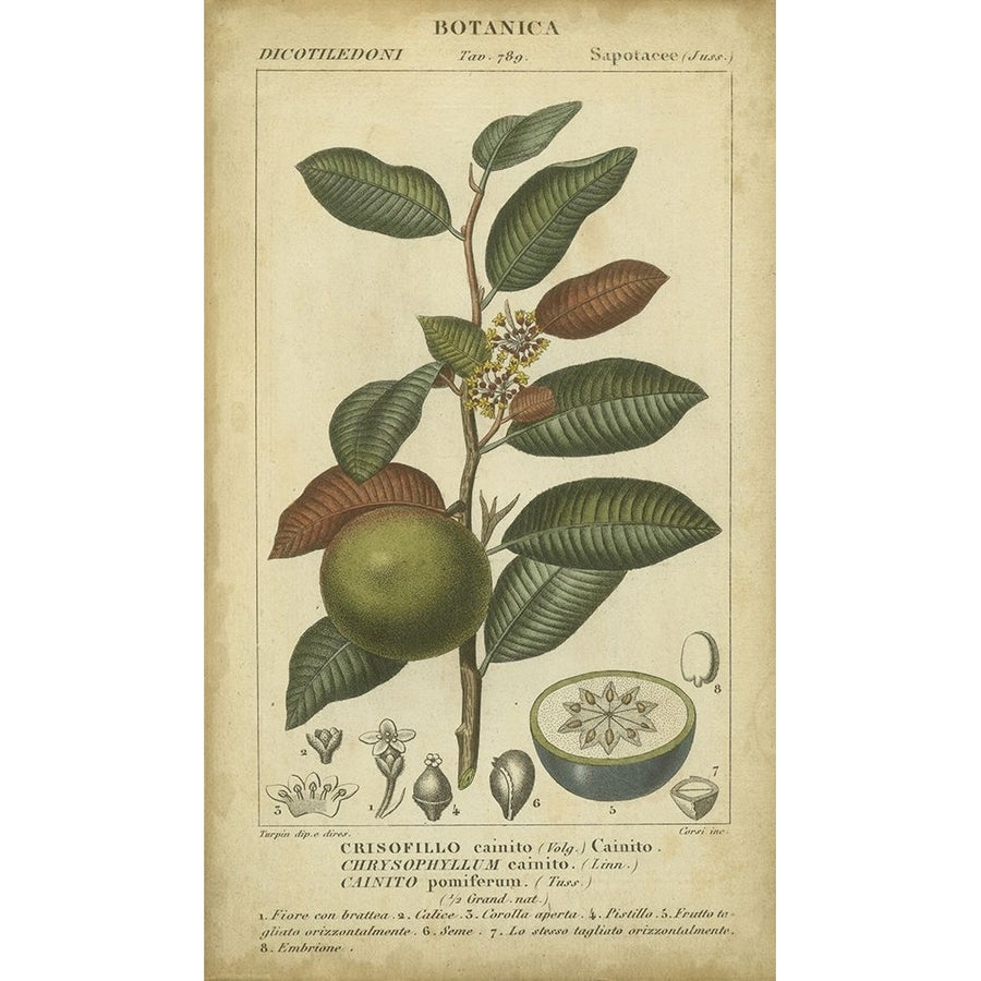 Exotic Botanica III Poster Print - Turpin-VARPDX87671Z Image 1