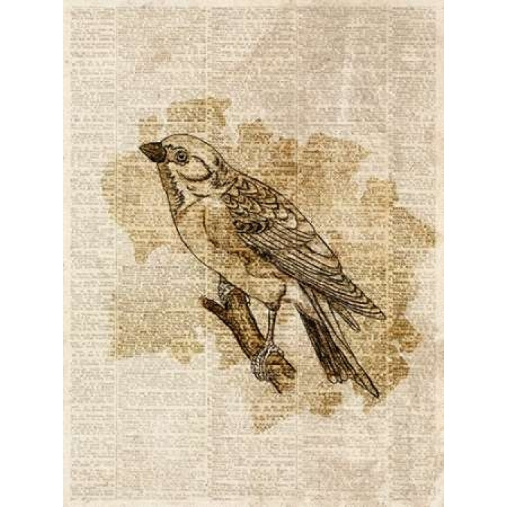 Vintage Bird I Poster Print by Sd Graphics Studio-VARPDX8768AA Image 2