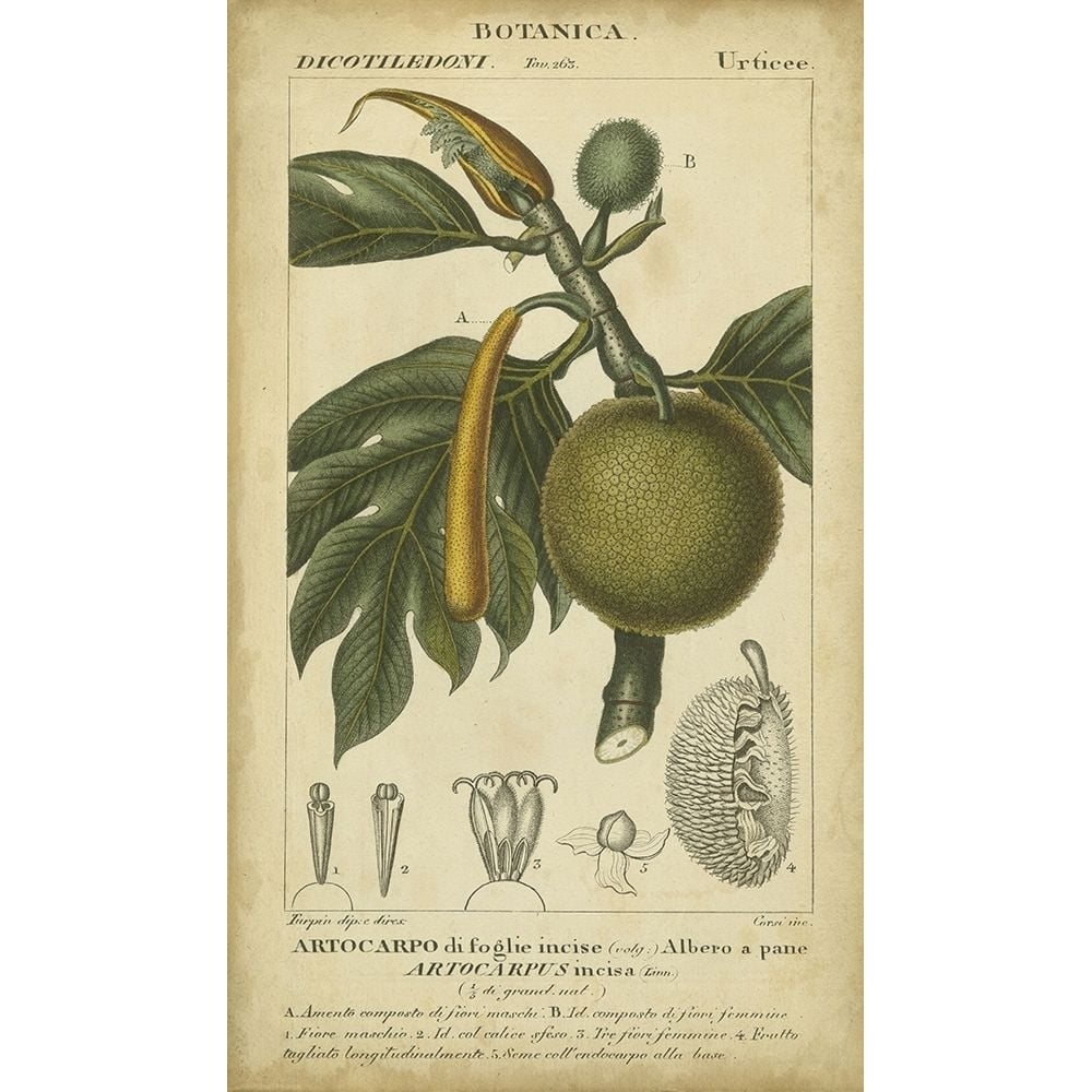 Exotic Botanica IV Poster Print - Turpin-VARPDX87672Z Image 1