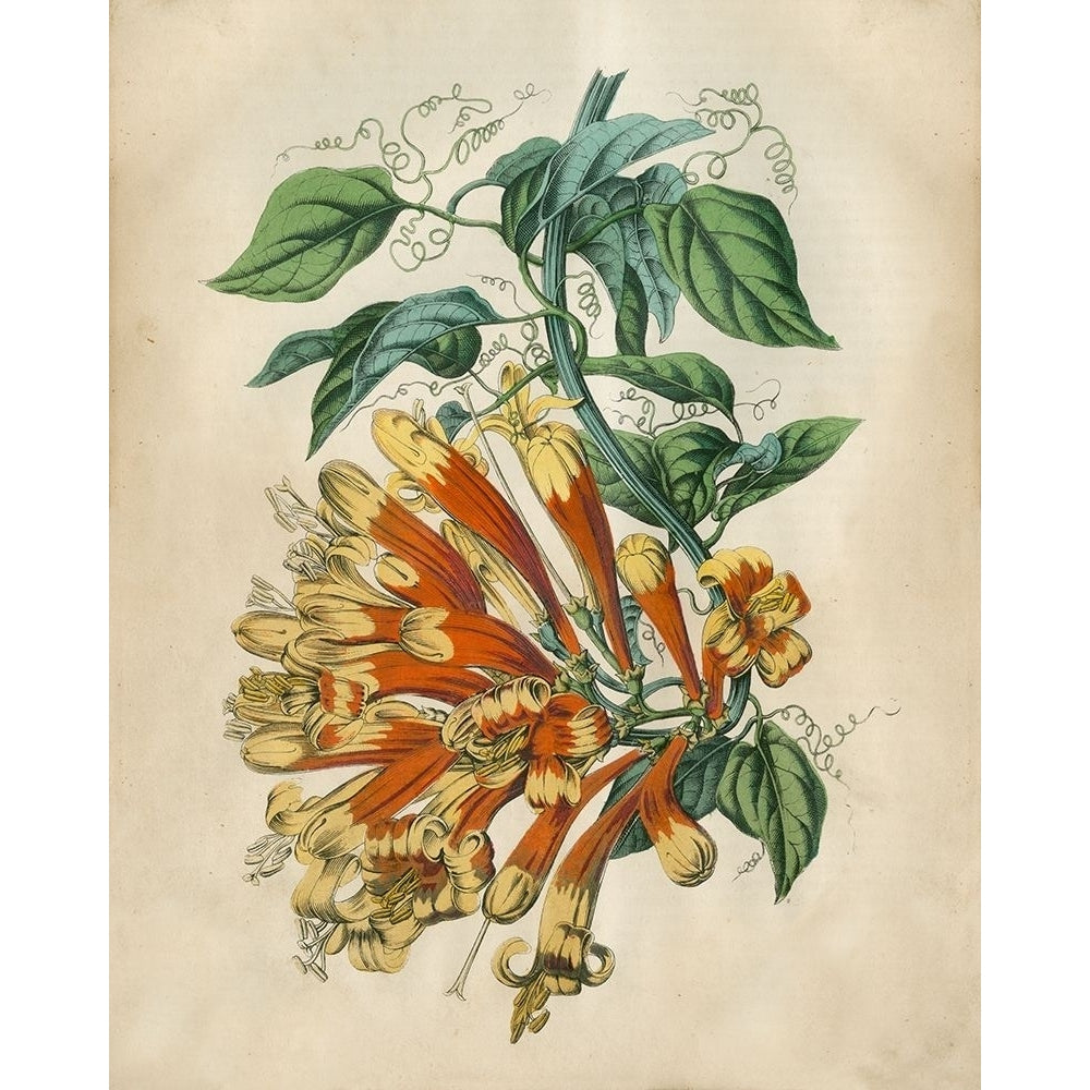 Tropical Beauty II Poster Print - John Wiek-VARPDX87705Z Image 1