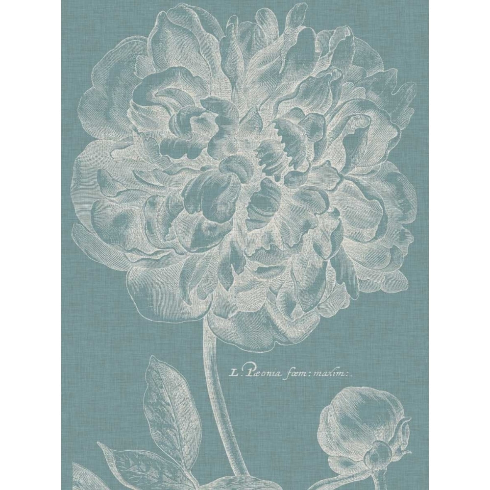 Graceful Peony I Poster Print - Studio Vision-VARPDX87755Z Image 1