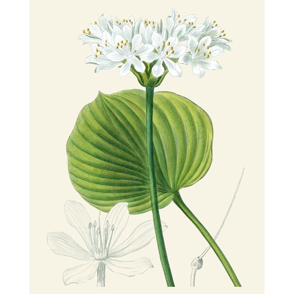 Les Fleurs Blanches II Poster Print - Unknown-VARPDX87780Z Image 1