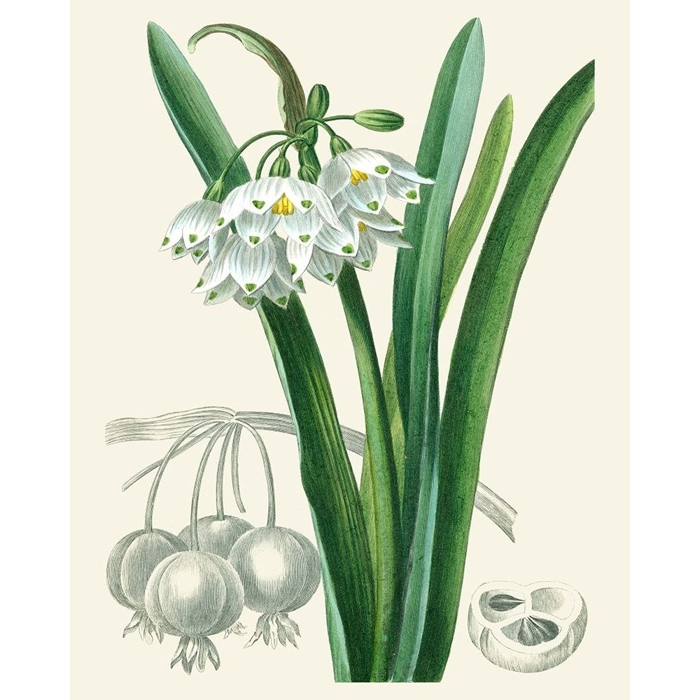 Les Fleurs Blanches I Poster Print - Unknown-VARPDX87779Z Image 1