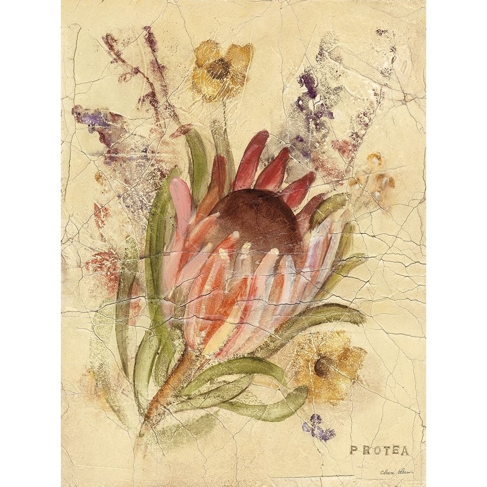 Protea Poster Print - Cheri Blum-VARPDX87796 Image 1