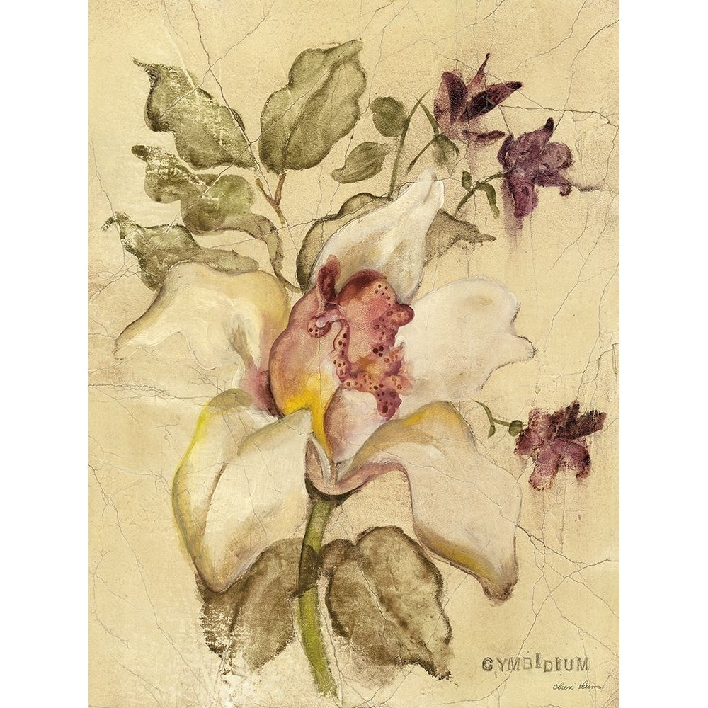 Cymbidium Poster Print - Cheri Blum-VARPDX87798 Image 1