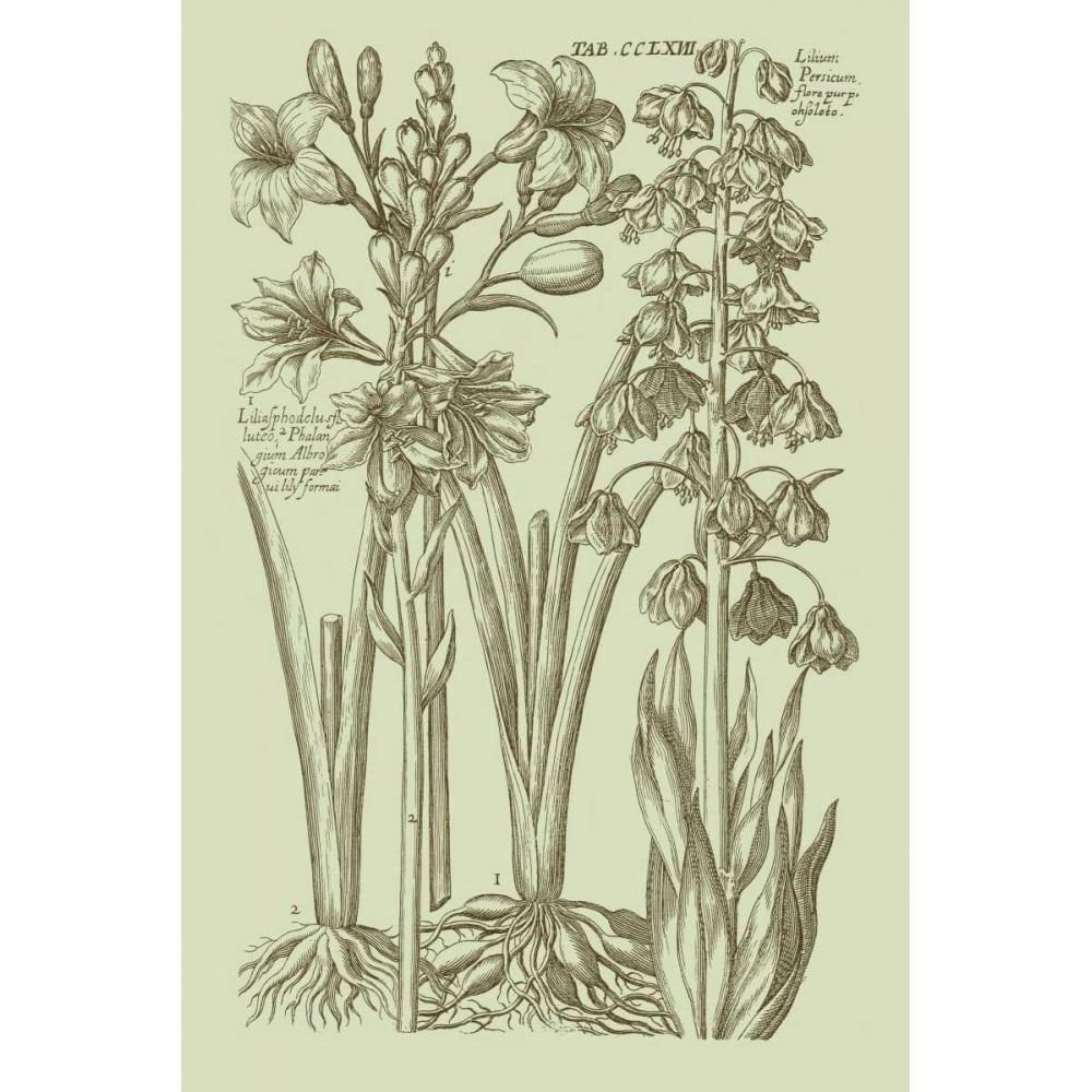 Garden of Flora II Poster Print - Studio Vision-VARPDX87810Z Image 1