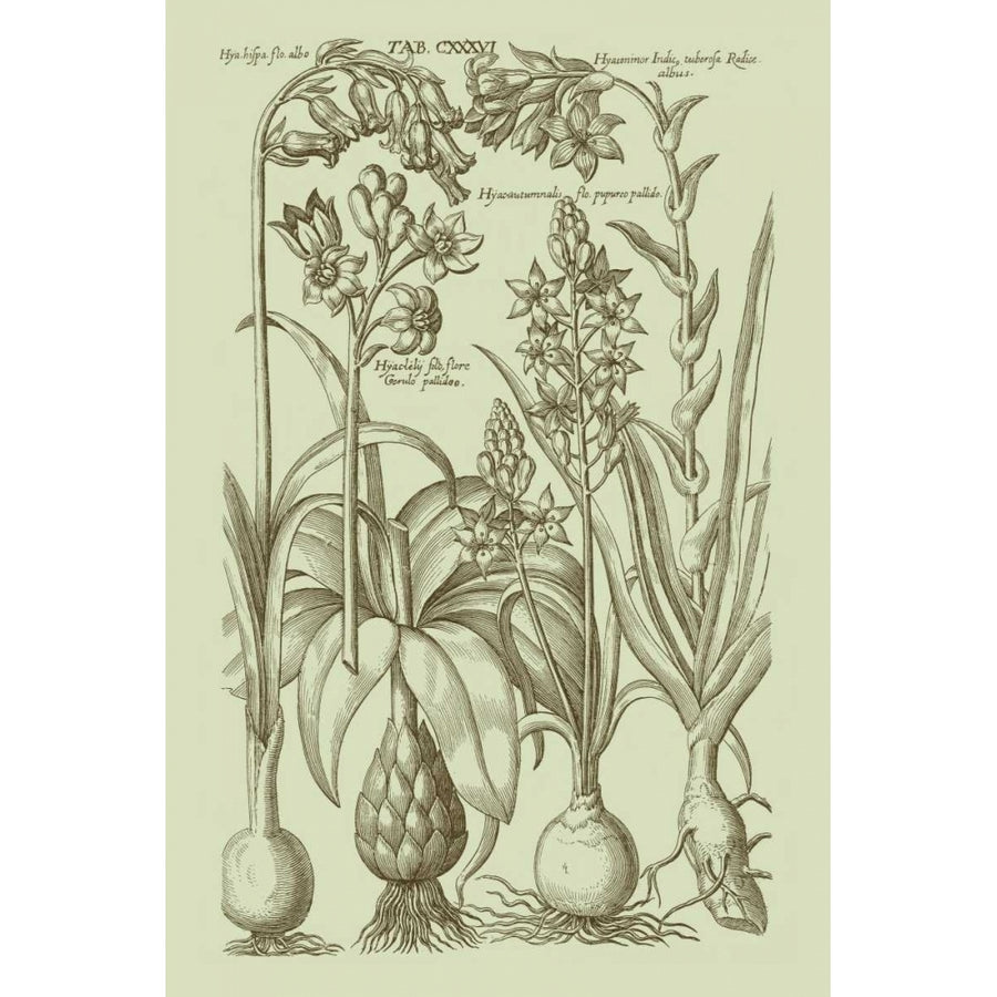 Garden of Flora I Poster Print - Studio Vision-VARPDX87809Z Image 1